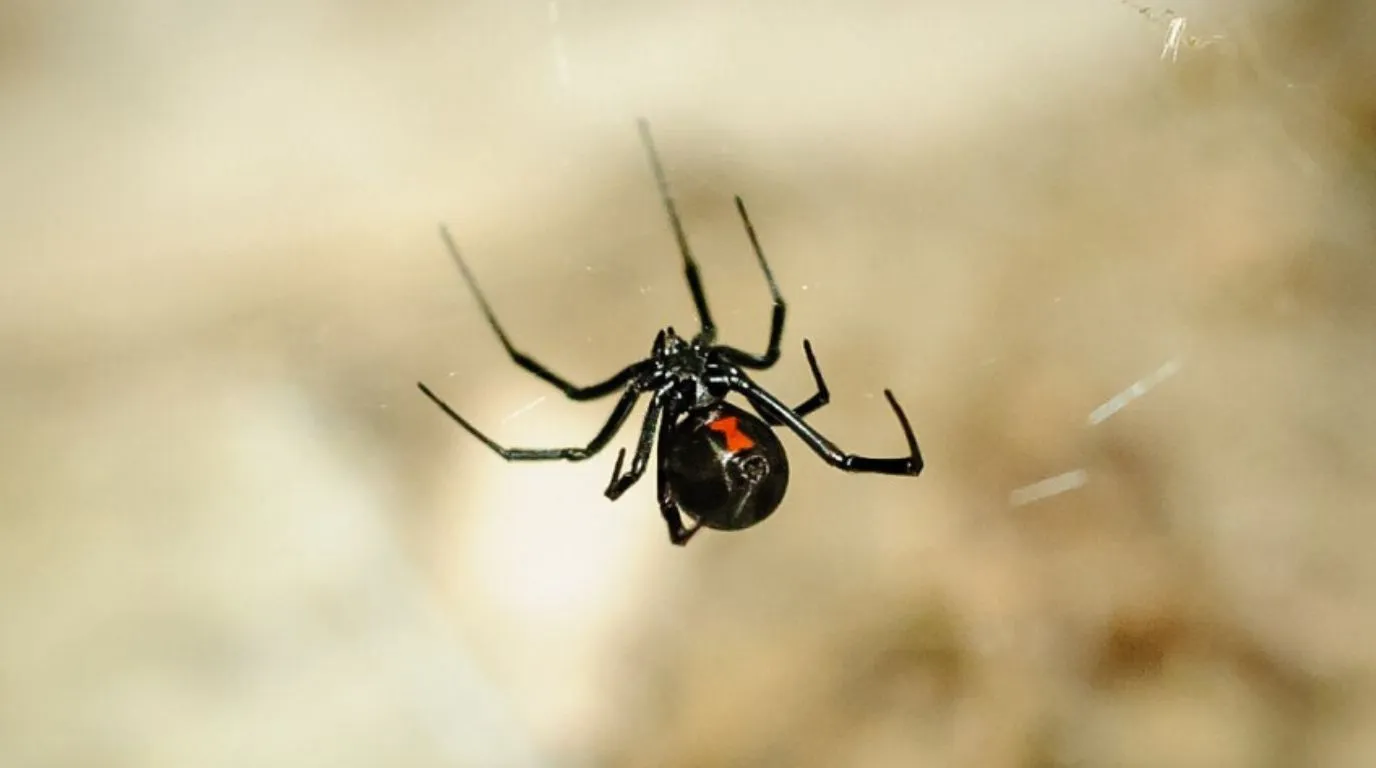 A black widow spider with an egg sac in a dark crawl space near pipes and electrical wires, illustrating hidden household pests